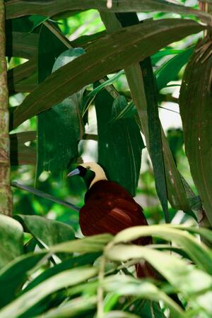 Большая райская птица (Paradisaea apoda)