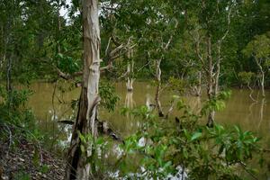 Мерауке – южный район острова, в сезон дождей сухая саванна превращается в непроходимое болото