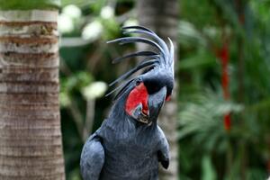 Чёрный какаду (Probosciger aterrimus) – у некоторых народов считается вестником смерти, священная птица