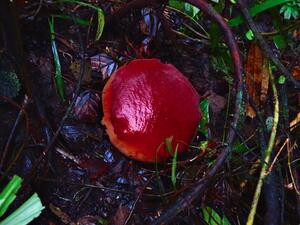 Бутон Rafflesia arnoldii 