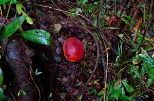 Бутон Rafflesia arnoldii 